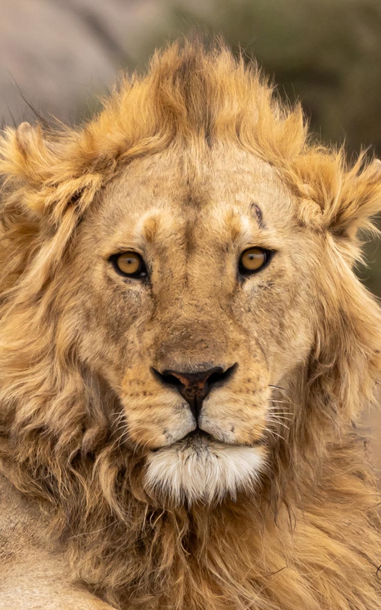 King of Serengeti