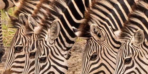 Fauna photography